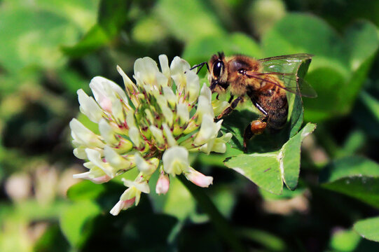 Close up de linda abeja trabajadora polinizando flor de tr&eacute;bol blanco ladino con hojas sobre fondo verde pasto, fotograf&iacute;a alegre macro de tierna abejita insecto volador sobre planta en primavera 