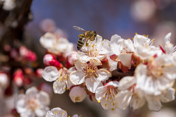 Bees collect nectar from cherry blossoms. Selective focus, beautiful background blur - 749028442