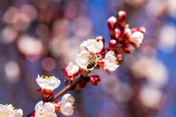 Cherry blossom branch and bee collecting nectar, selective focus. Beautiful background blur - 749028456