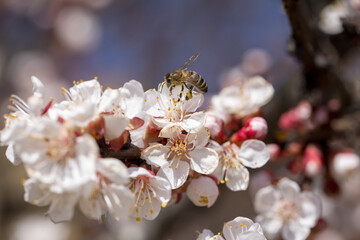 Cherry blossom branch and bee collecting nectar, selective focus. Beautiful background blur - 749028473