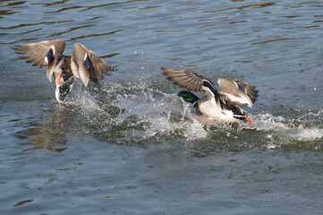 水面で暴れる二羽のカモ
