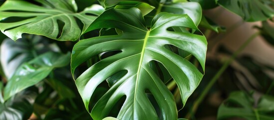 Obraz premium This close-up captures the intricate details of a large green leafy tropical plant, showcasing its vibrant colors and unique textures. The leaves are lush and full, with prominent veins and a glossy