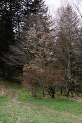 Historical Appalachian trail in the Great Smoky Mountains National Park