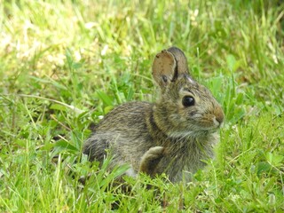 A young eastern cottontail rabbit with a tick in its ear. Prime Hook National Wildlife Refuge, Sussex County, Delaware.  © Scenic Corner