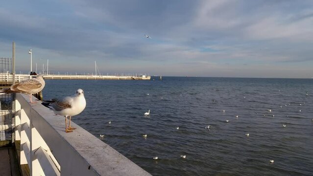 seagulls stand on a white pier, birds take off and soar over the Baltic Sea. Sopot, Poland