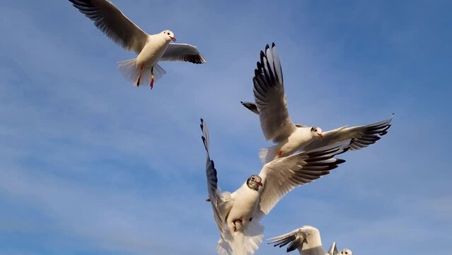 seagulls soaring against the backdrop of a blue sky. feeding birds in winter. natural sound
