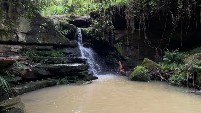 Lilly Pilly Falls at Lane Cove, Sydney after the rainy day.