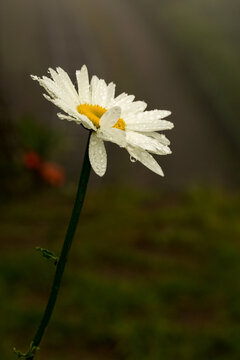 Margarida flor de cor branca, amarela coberta com gotas de orvalho. 