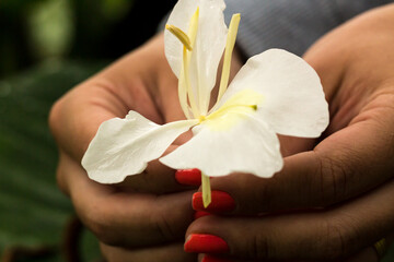 Mãos de mulher com unhas pintas com esmalte cor de laranja segura lírio branco flor de pétalas...
