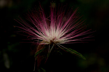 Flor Caliandra Vermelha com suas pétalas finas. 