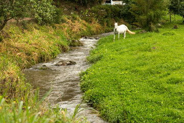 Cavalo branco pastando as margens de um riacho. 