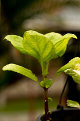 Planta de folhas verde e enrugadas.  