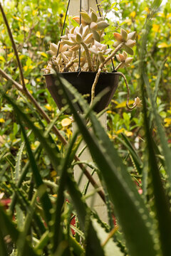 Vaso Com Planta Suculenta, Babosa E Galhos. 