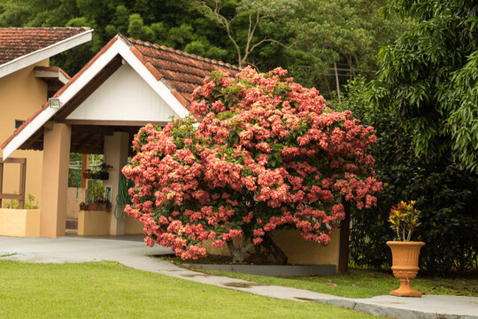 Chal&eacute; de alvenaria cercado por vegeta&ccedil;&atilde;o, &aacute;rvore florida, vaso de planta, gramado e piso de cimento queimado. 