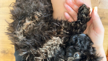 Adorable black puppy lying on humans laps. Sweet toy poodle dog looking into camera. POV holding paw of dog. Film grain texture. Soft focus. Blur