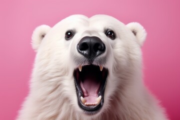 A polar bear with its mouth wide open, showing its teeth