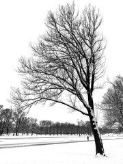 Snowy trees, mid winter