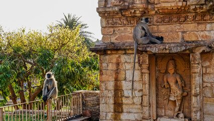Monkeys in Chittorgarh Fort, UNESCO World Heritage Site, Chittorgarh city, India