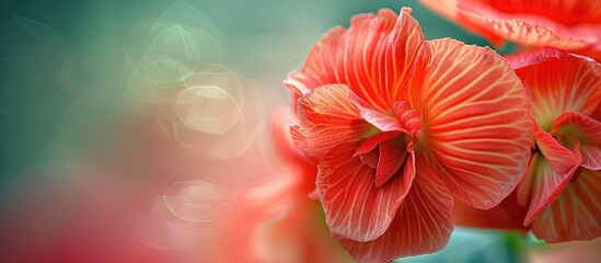 In this close-up shot, two vibrant red Tuberous Begonia flowers are prominently featured against a blurred background. The intricate details of the flowers are visible, showcasing their vivid color - obrazy, fototapety, plakaty