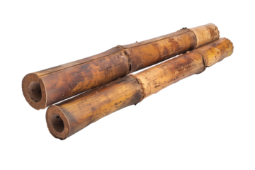 An organic bamboo shoot section detached onto a clear background displaying its hollow stem, segmented structure and smooth surface texture as an isolated graphic visual element