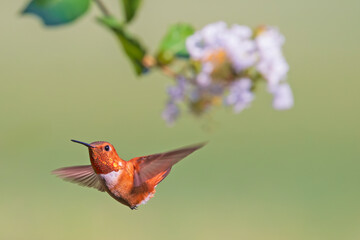 Rufous Hummingbird Flying Near White Crape Myrtle Blossom