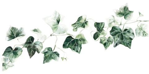 Watercolor Ivy Illustration - Transparent Background
