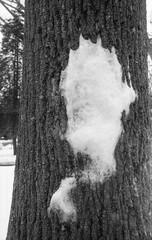 close view of tree trunk with a patch of snow in winter in black and white