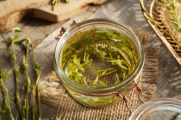 Preparation of herbal tincture from willow branches with buds and young leaves harvested in early...