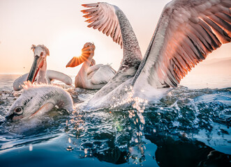 pelicans fishing - 749036806