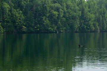 A Loon Swimming and fishing on Days Lake