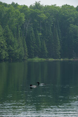 Obraz na płótnie Canvas Loons Swimming and fishing on Days Lake
