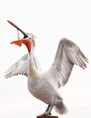 close up of a pelican