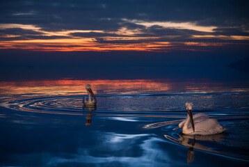 pelicans in water - 749037860