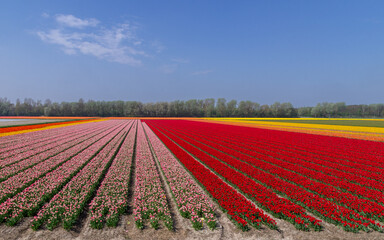Fields of colorfully blooming tulips in the Netherlands