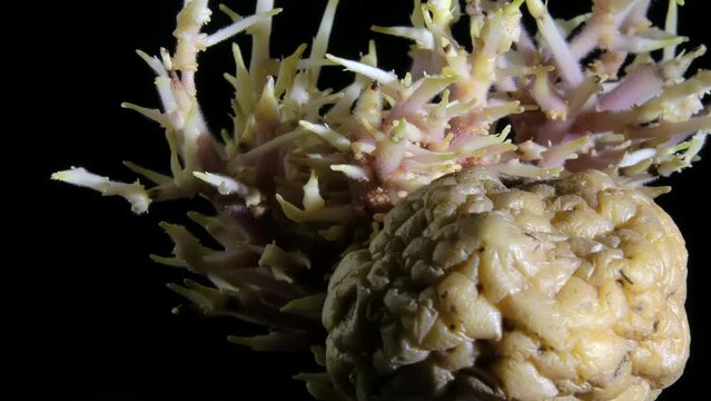 Closeup shot of an old potato with sprouts rotating. Black background. Organic food. Agriculture concept. Healthy vegetables.
