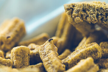 Stegobium paniceum known as bread beetle or biscuit beetle is pest in houses, stores and warehouses. Beetle on cereals. Drugstore beetle 