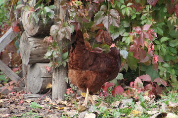Chicken At The Fence, Fort Edmonton Park, Edmonton, Alberta