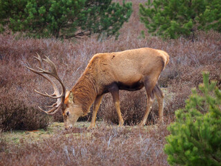 Hirsch in der Schönower heide