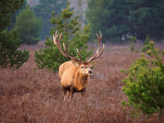 Naklejka na ściany i meble Hirsch in der Schönower heide