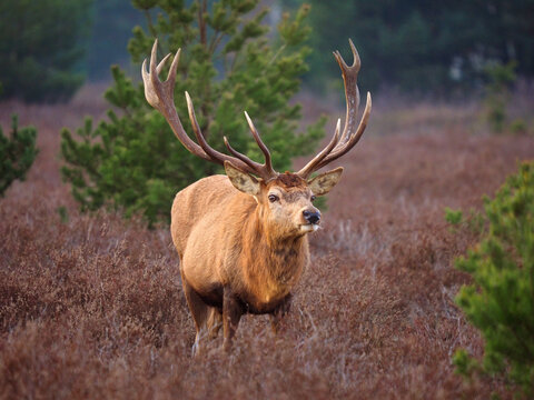 Hirsch in der Sch&ouml;nower heide