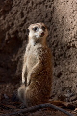 Fototapeta premium Meerkat - Suricata suricatta- suricate is a small mongoose found in southern Africa.