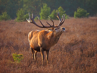 Hirsch in der Schönower heide