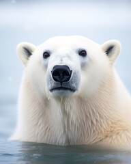 a polar bear swimming in water