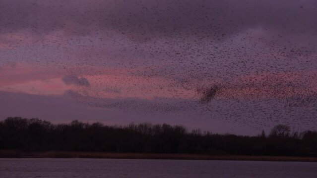 Large flock of birds flying in the evening sky in murmuration as starlings keep together for protection and warmth UK 4K
