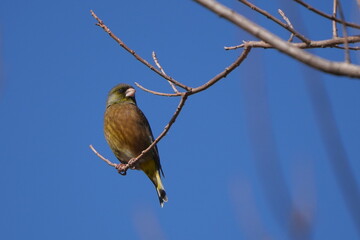 oriental green finch on a branch