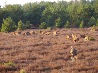 Hirsche Herde in der Sch&ouml;nower heide