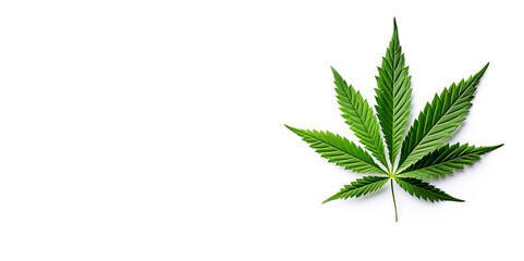 Cannabis leaf isolated on a white background. Medical marijuana concept. Wide banner with copy space.