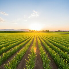 a field of crops with the sun setting behind it