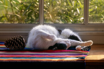 Black and white cat resting on a cloth in front of the light of a window in a particular Yoga style pose