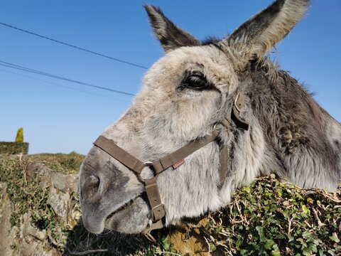 burro saludando muy amablemente